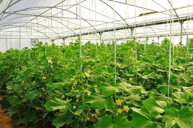 یکچهارم گلخانههای فارس هوشمندسازی شد - تسنیم