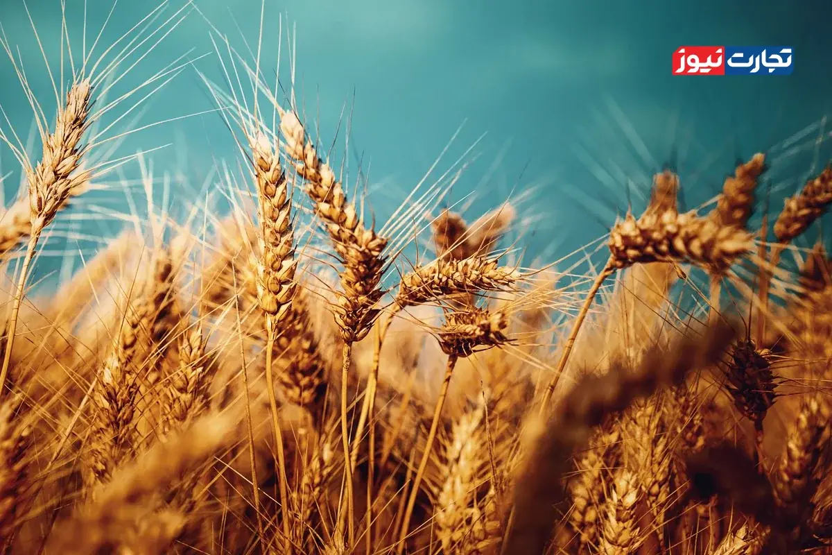 ویدئو | ترجیح نقد دلالان به وعدههای دولت؛ جاده یکطرفه خرید تضمینی گندم به کجا میرود؟