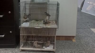 پایش پرندهفروشیهای چهارراه مشیر شیراز؛ ۲۲ پرنده وحشی غیرمجاز کشف شد