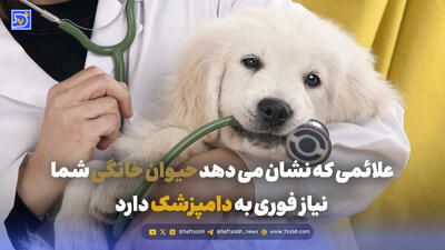 علائمی که نشان می دهد حیوان خانگی شما نیاز فوری به دامپزشک دارد
