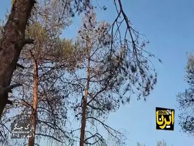 30 هزار درخت در چیتگر چرا بریده شدند؟ | آخرین خبر