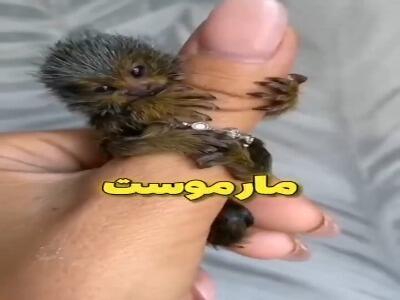 میمون بند انگشتی، کوچکترین میمون جهان | آخرین خبر