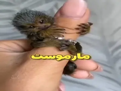  میمون بند انگشتی، کوچک‌ترین میمون جهان | آخرین خبر