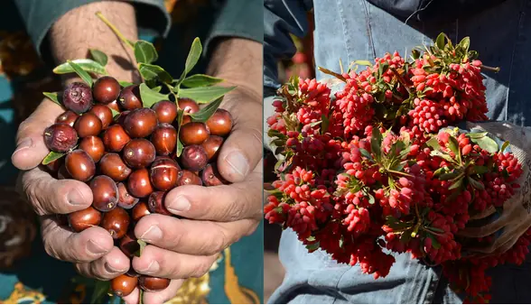 بورس زرشک و عناب در خراسان جنوبی در راه است | آخرین خبر