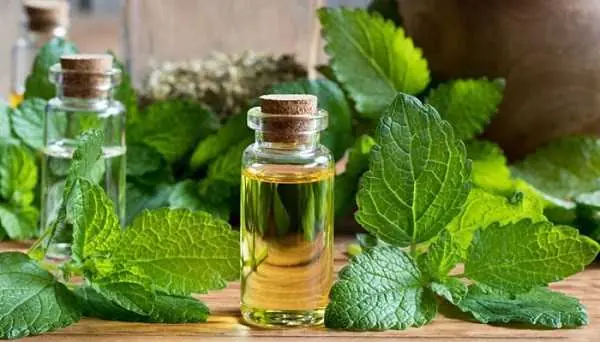 روغن کندوش (کندش)؛ از معجزهای برای رشد مو تا هشدارهای جدی درباره مصرف خوراکی + جدول خواص و روش استفاده