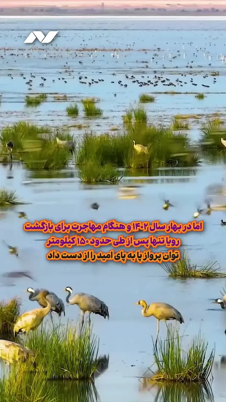 قصه امید، رویا و پایان یک مهاجرت/ روایت آخرین درنای سیبری در ایران