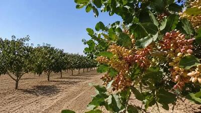 مدیریت هوشمند باغات پسته، مسیر ارتقای کیفیت و کاهش مصرف سموم است