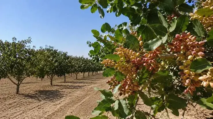 مدیریت هوشمند باغات پسته، مسیر ارتقای کیفیت و کاهش مصرف سموم است