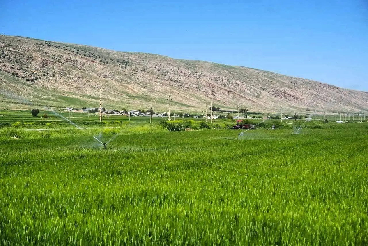  ۷۵ درصد اراضی سامانه گرمسیری به مردم تحویل داده شد/خرید ۶۸۱ هزار تن گندم از کشاورزان کرمانشاهی