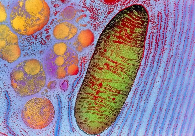 نخستین پیوند میتوکندری به چشم انسان برای درمان نابینایی