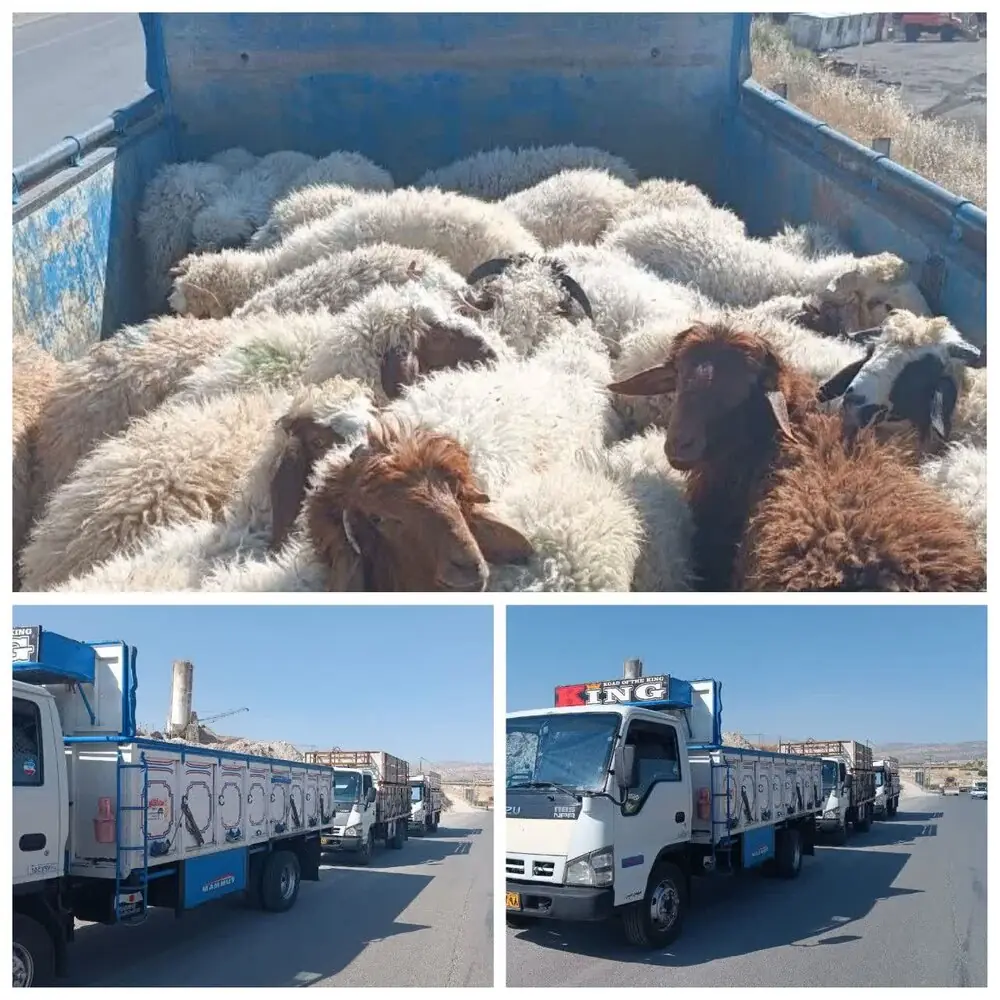 جریمه ۱۰ میلیاردی قاچاقچی دام در پلدختر