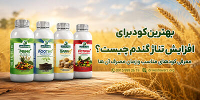 معرفی کود برای افزایش تناژ گندم