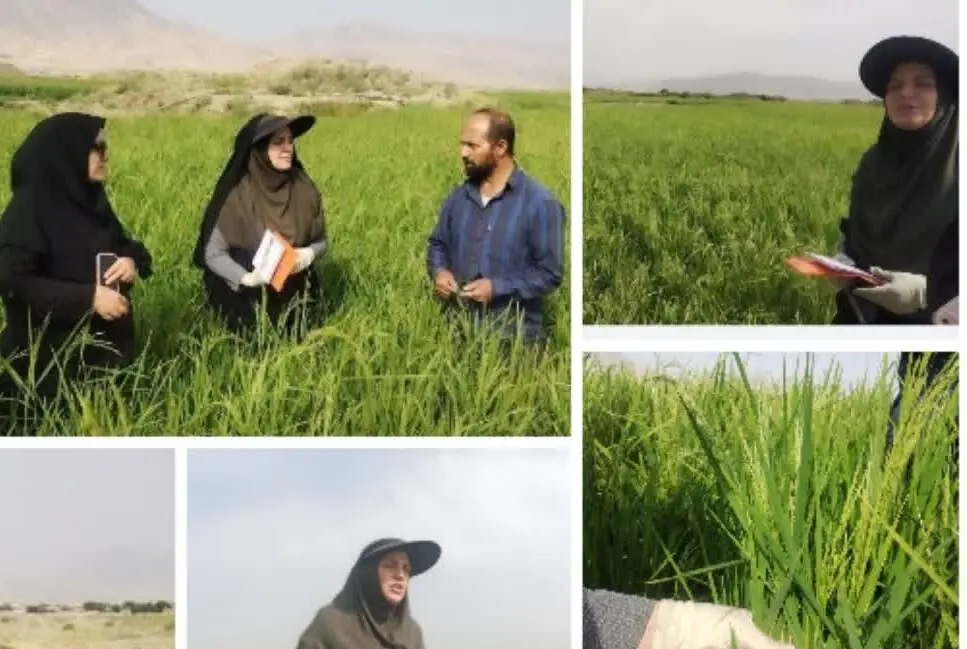 خشکهکاری برنج در دورود؛ گامی برای کاهش مصرف آب