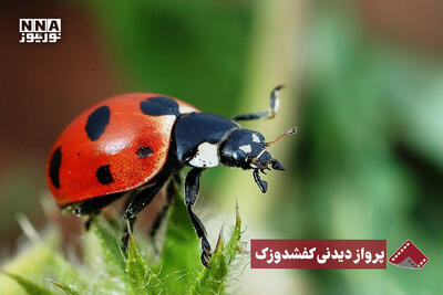 نورنما | پرواز دیدنی کفشدوزک