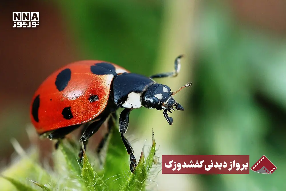  نورنما | پرواز دیدنی کفشدوزک
