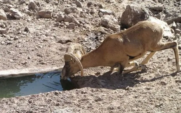 آبرسانی حیاتوحش همدان