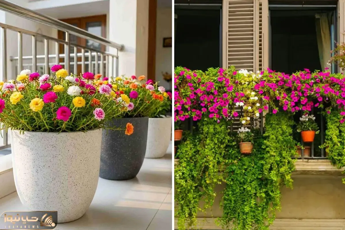 پرورش گل ناز، از انتخاب گلدان تا کاشت بذر مناسب بالکن؛ رنگی رنگی شدن فضای بیرون خونه