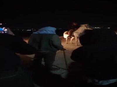  عربده‌کشی شهرک نشینان صهیونیست در جنوب الخلیل | آخرین خبر