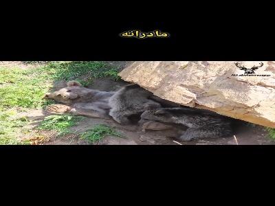  مادرانه خرس قهوه‌ای با توله‌هایش در حیات وحش نوشهر | آخرین خبر