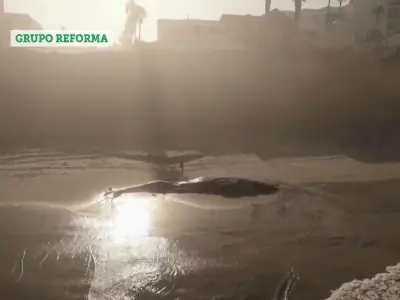  پیدا شدن پیکر نهنگ ۱۲ متری در ساحل تیخوانا مکزیک  | آخرین خبر