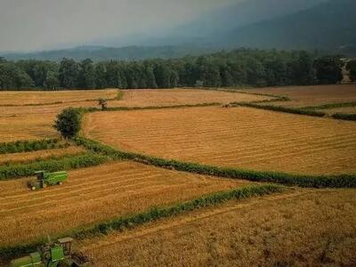 تولید محصولات کشاورزی کشور به ۱۳۷ میلیون تن رسید