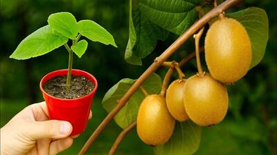  آموزش کامل کاشت درخت کیوی در گلدان با ۱ عدد کیوی