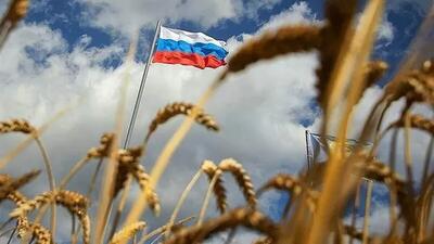  حراج بزرگ گندم در روسیه؛ ایران فورا وارد عمل می‌شود