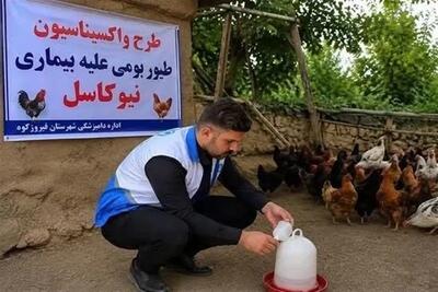  طیور بومی استان تهران علیه نیوکاسل رایگان واکسینه شدند