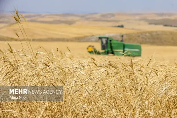  پرداخت مطالبات گندمکاران تا پایان شهریور ۱۴۰۵