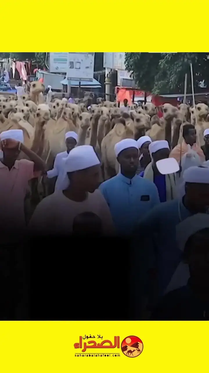  ذبح ۱۵۳۸ شتر به مناسبت ولادت پیامبر اسلام