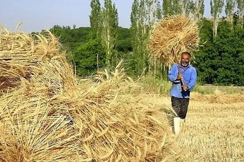  پرداخت مطالبات گندمکاران تا پایان شهریور به پایان می‌رسد