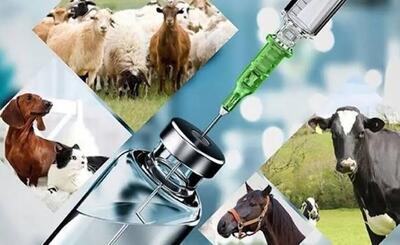 آغاز فاز نخست واکسیناسیون سراسری تب برفکی در جمعیت دامهای استان مرکزی