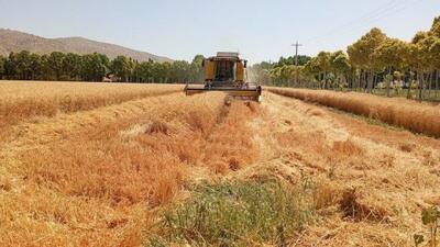 مطالبات گندمکاران تا پایان شهریور پرداخت میشود