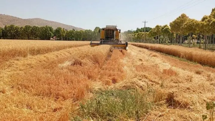 مطالبات گندمکاران تا پایان شهریور پرداخت میشود