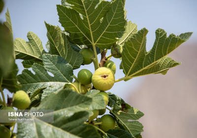 اولین جشنواره گردشگری انجیر گرمسار در روستای محمدآباد برگزار میشود