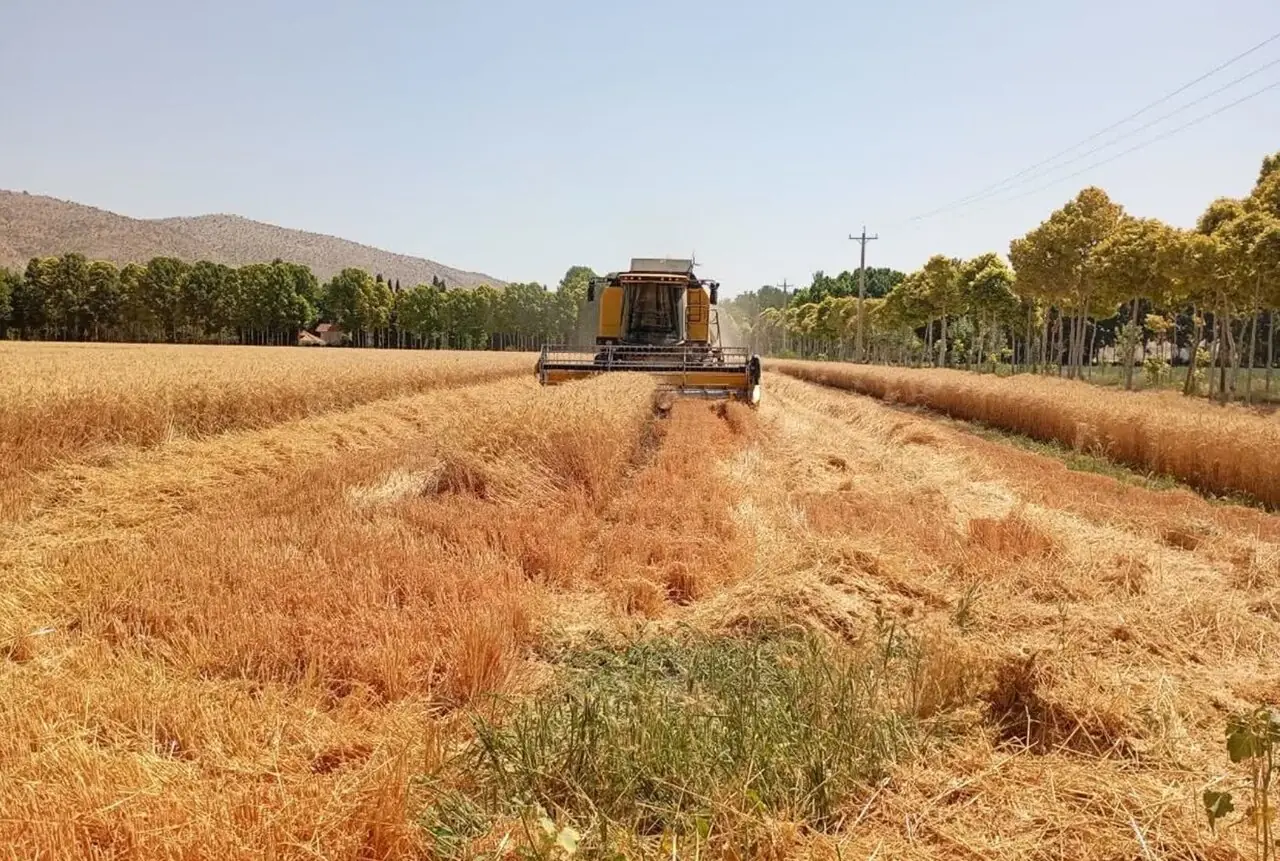 مطالبات گندمکاران تا پایان شهریور پرداخت میشود