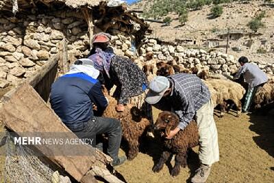 واکسیناسیون ۲ هزار و ۸۵۰ رأس دام در اردوی جهادی دامپزشکی چرام
