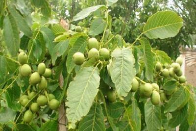 افتتاح باغ گردوی تجاری ۳ هکتاری در بانه