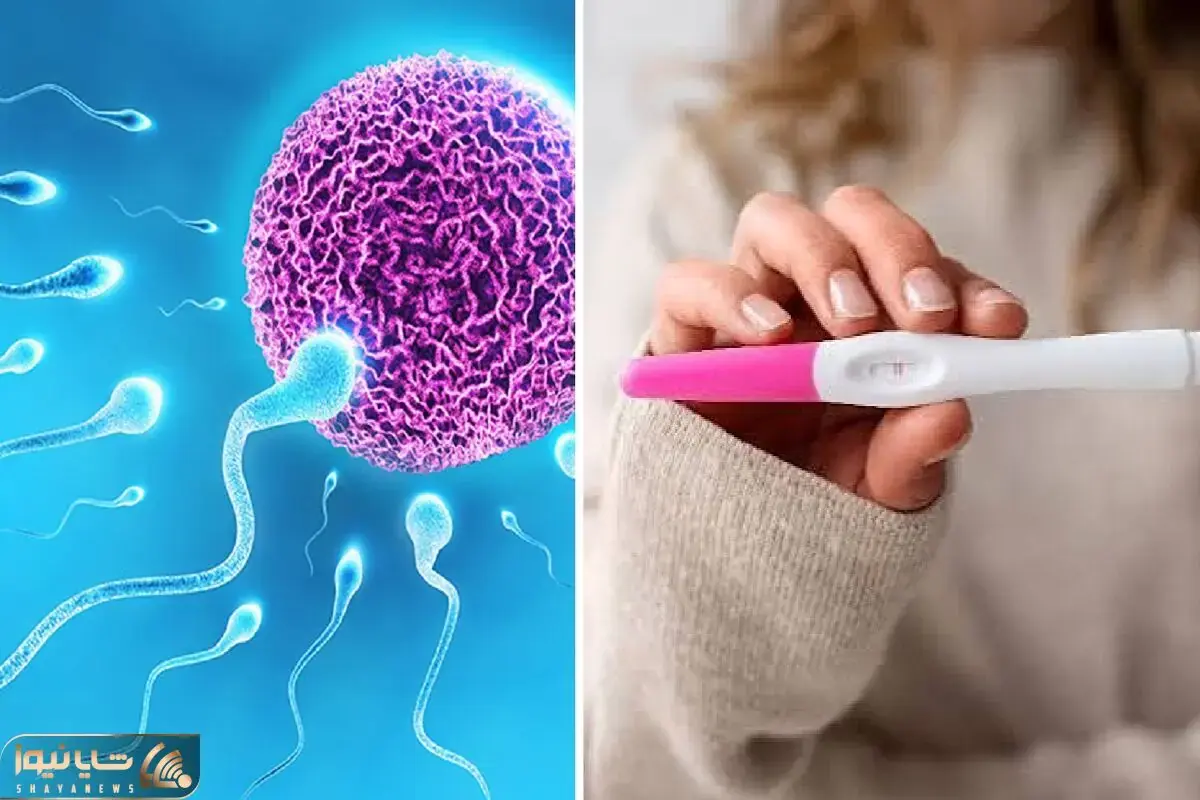 پیشاب احتمال بارداری دارد یا خیر؟ داخلش اسپرم متحرک فعاله؟ / تفاوتش با مایع منی