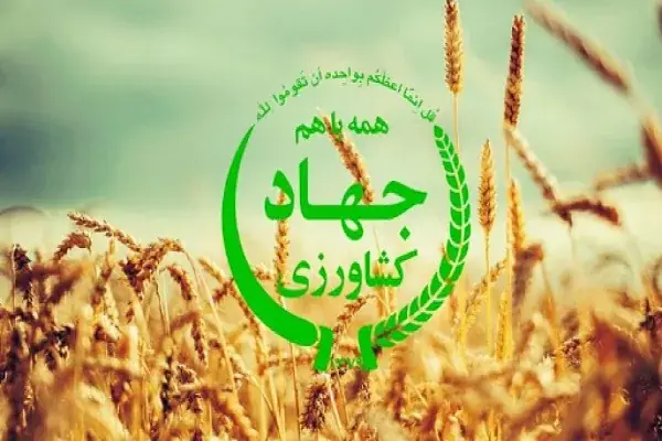بازی جدید وزارت جهاد با برنج و چای! / ترفند جدید واردکنندگان برای دور زدن سقفهای دولتی