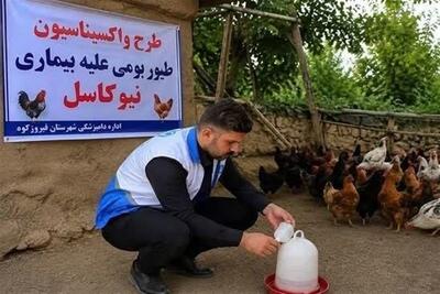  طیور بومی استان تهران علیه نیوکاسل رایگان واکسینه شدند - تسنیم