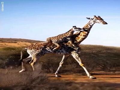  سواری گرفتن بچه زرافه از مادرش | آخرین خبر