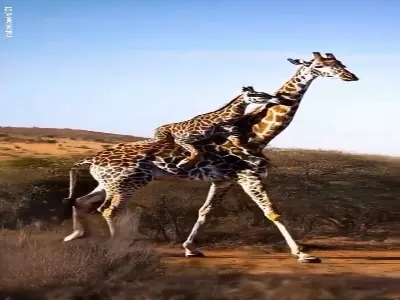  سواری گرفتن بچه زرافه از مادرش | آخرین خبر