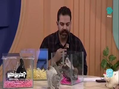  پرندگان زینتی نسبت به مرغ‌های عادی باهوش‌تر هستند | آخرین خبر