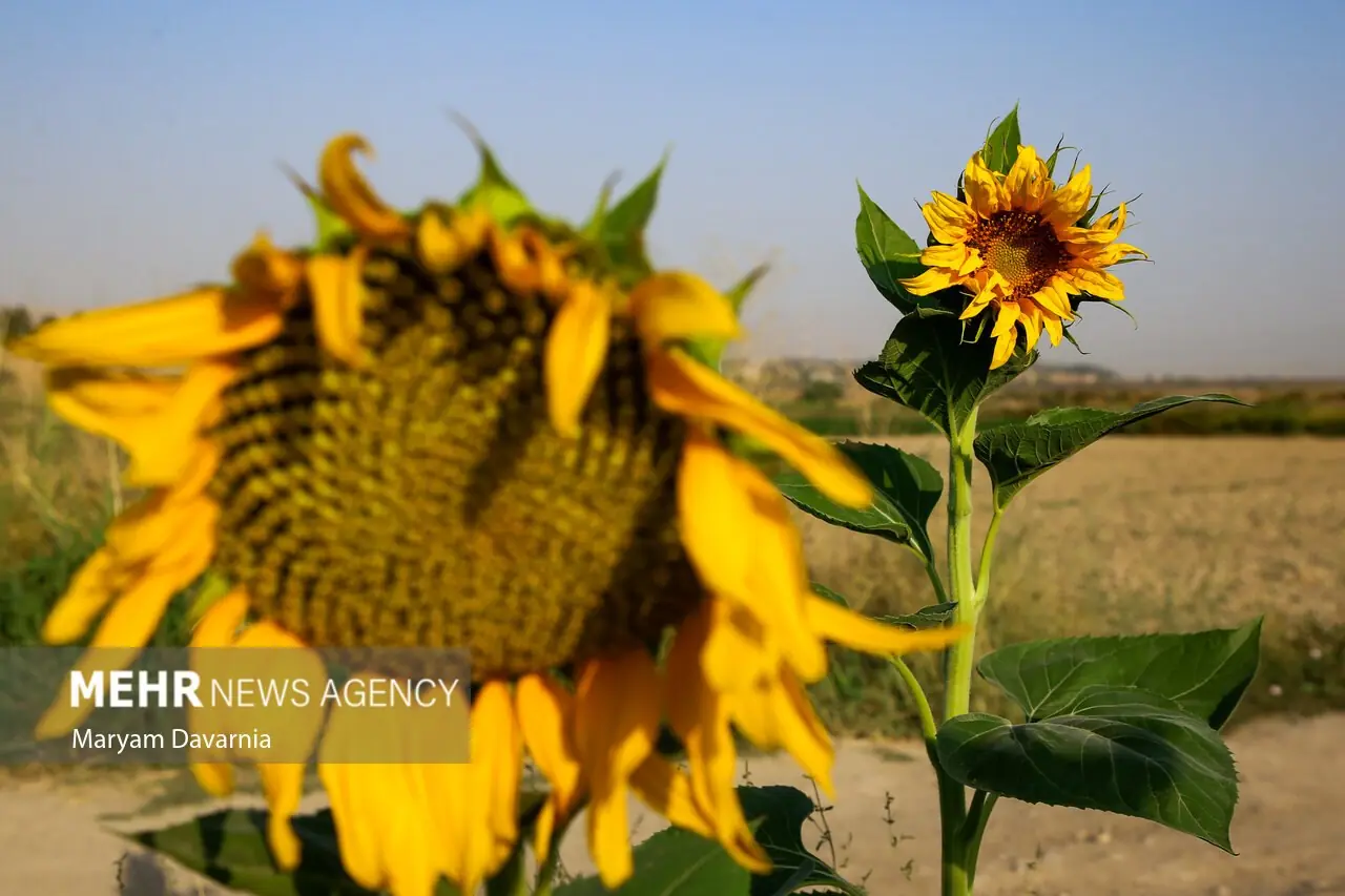 مزارع آفتابگردان در بجنورد | آخرین خبر