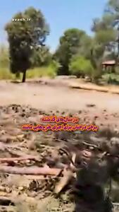  قصه چیتگر از بی ‌آبی تا ضربه تبر/ درختان چیتگر؛ قربانی کم‌آبی شدند یا پیمانکار؟