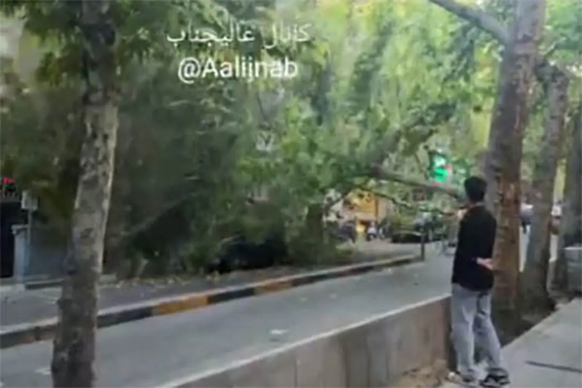 لحظه سقوط ناگهانی درخت در فرشته تهران