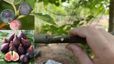آموزش اصولی پیوند پوستی و چاک زنی درخت انجیر از خروج شیرابه تا بهترین فصل پیوند