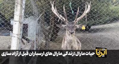 فیلم| حیات ارس؛ چهار دقیقه با مارالهای آینالو پیش از بازگشت به طبیعت