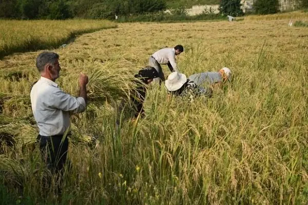  برداشت ۷۵ درصدی برنج از شالیزارهای گیلان/ هدفگذاری توسعه پرورش راتون